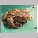 Bufo bufo - Erdkroete 05.jpg
